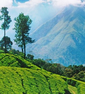 CR5KM3 Tea plantations, Nilgiri Hills, Ooty, Tamil Nadu, India, Asia